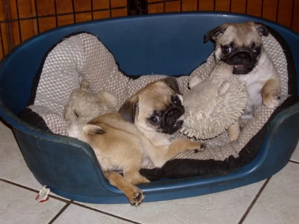 cuccioli di carlino addestrati a casa | Foto 6
