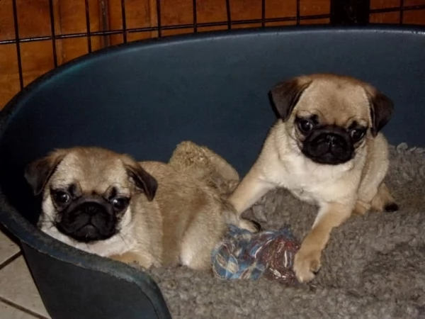 cuccioli di carlino addestrati a casa | Foto 0