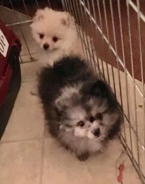 volpi di pomerania addestrate | Foto 0