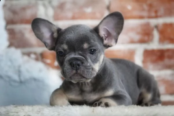 cuccioli di bulldog francese addestrati a casa | Foto 4