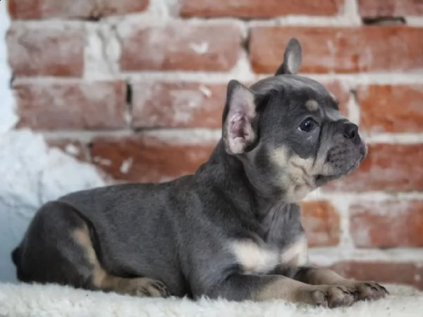 cuccioli di bulldog francese addestrati a casa
