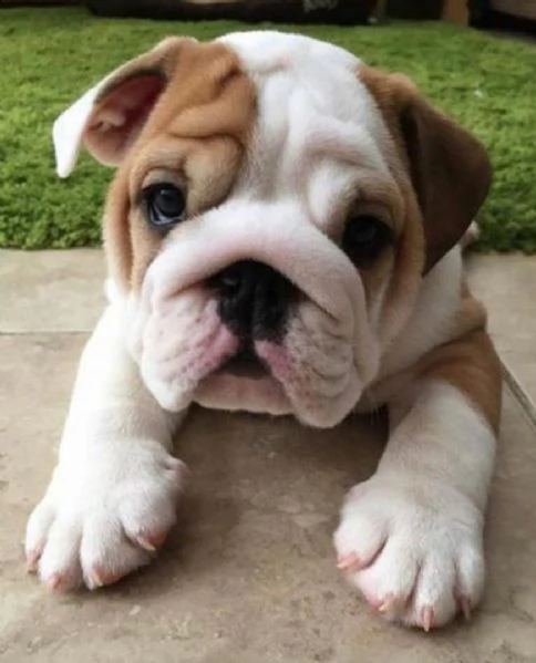regalo bulldog inglese cuccioli con pedigree