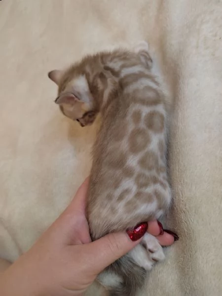 dolce gattino del bengala in adozione | Foto 0
