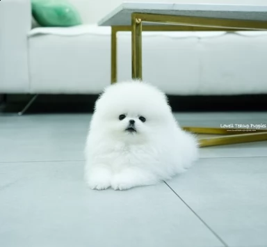 piccola taglia volpino pomerania cuccioli