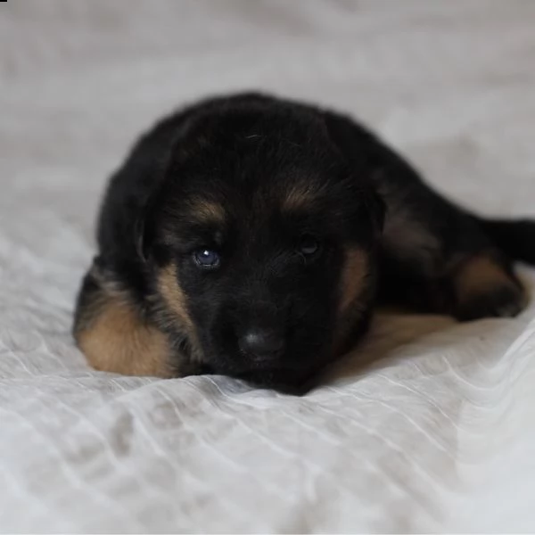 regalo cuccioli di pastore tedesco???? | Foto 0