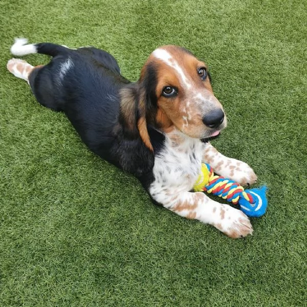 regala cuccioli di beagle???? | Foto 0