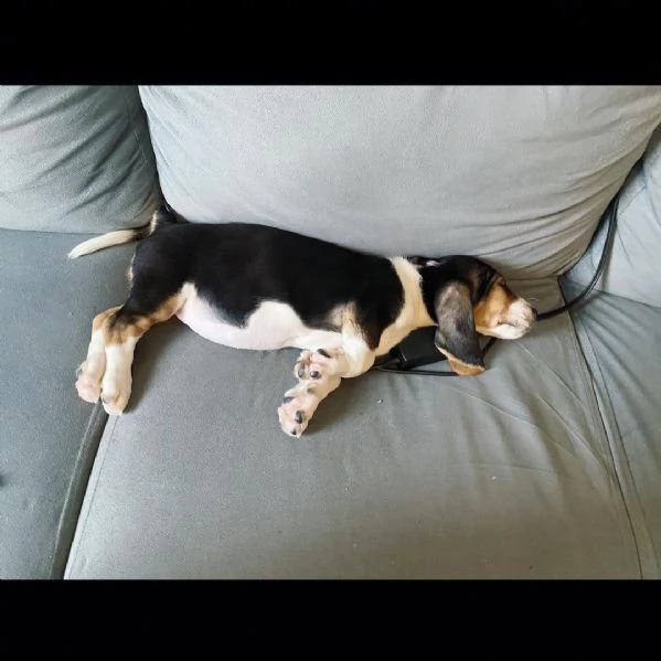 regala cuccioli di beagle????