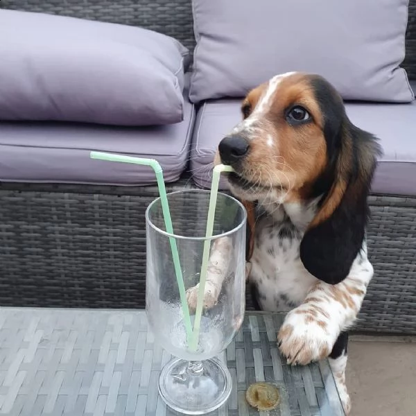 dolci cuccioli di beagle da regalare | Foto 1