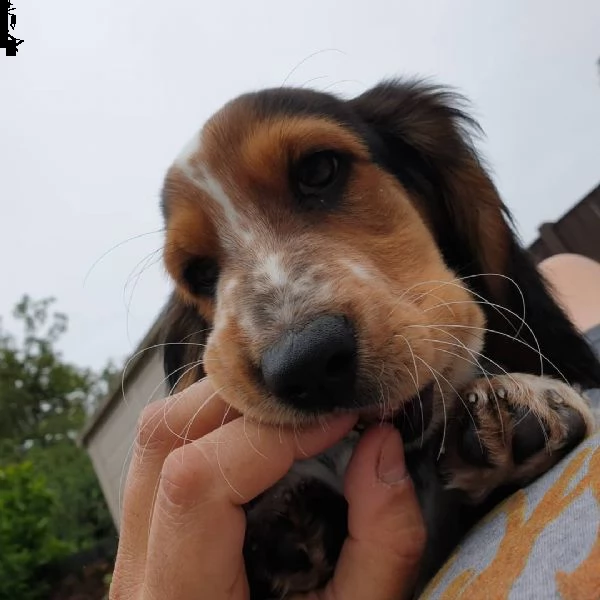 dolci cuccioli di beagle da regalare