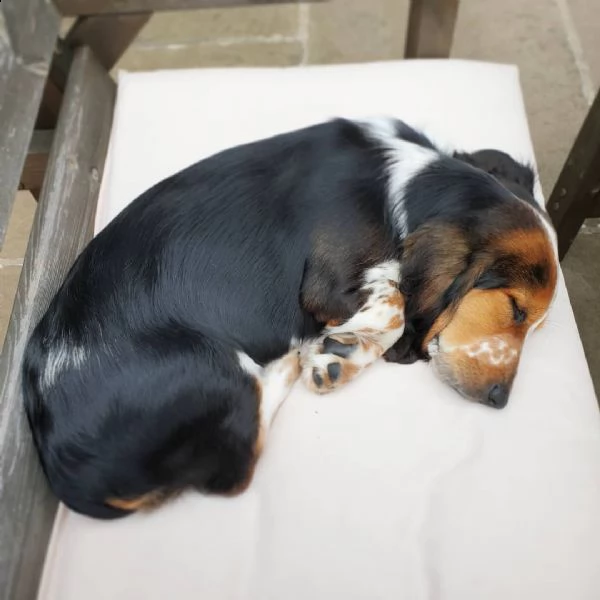 dolcissimi cuccioli di beagle da regalare | Foto 1