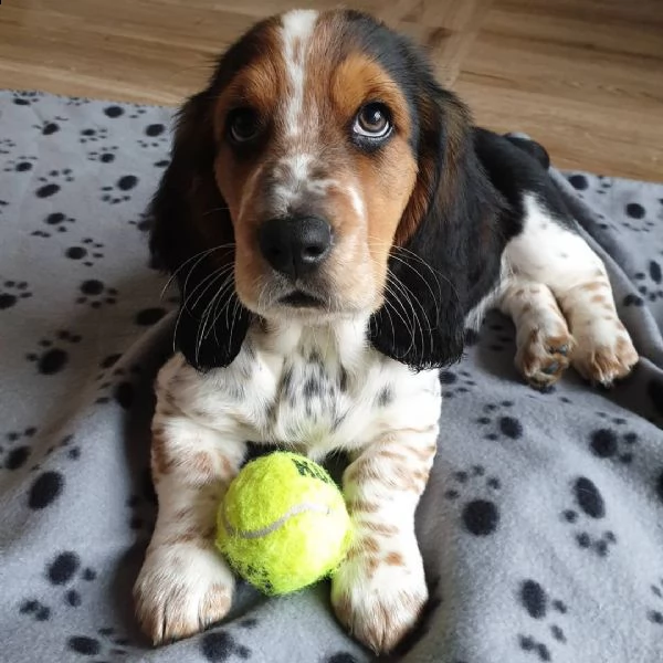 dolcissimi cuccioli di beagle da regalare | Foto 0