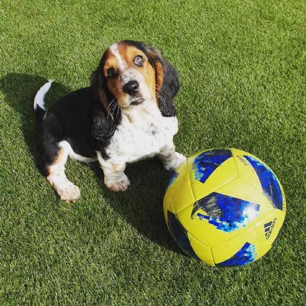 dolcissimi cuccioli di beagle da regalare