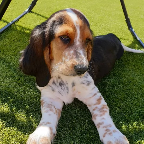 disponibili adorabili cuccioli di beagle | Foto 0