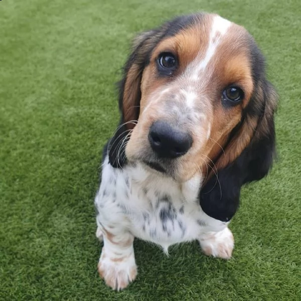 disponibili adorabili cuccioli di beagle