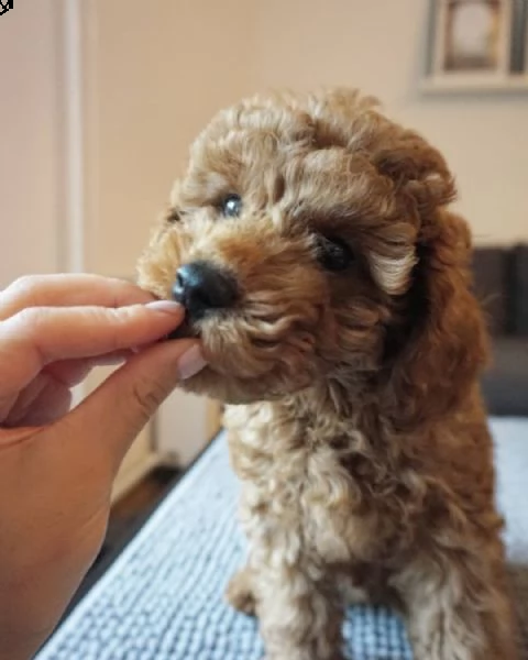 cuccioli di barboncino in adozione | Foto 0