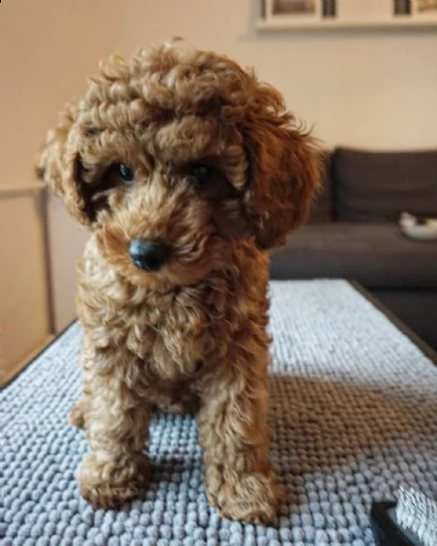 cuccioli di barboncino in adozione