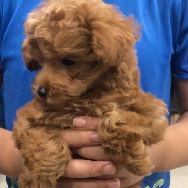 regala cuccioli di barboncino❤️❤️❤️ | Foto 0