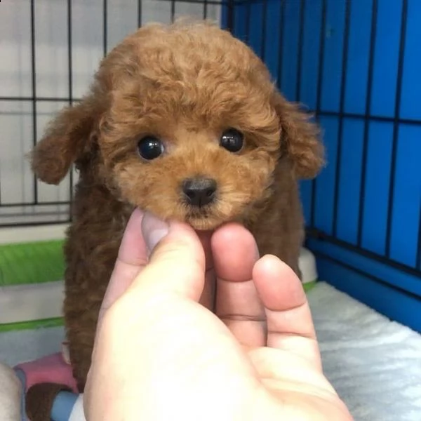 regala cuccioli di barboncino❤️❤️❤️