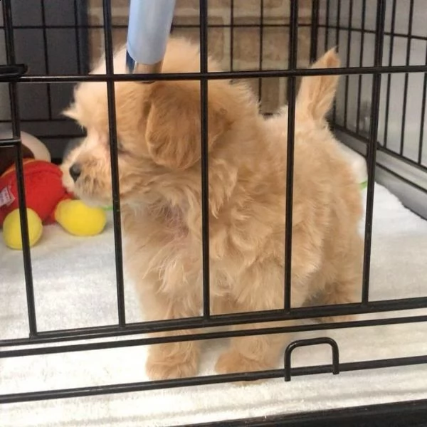 bellissimi cuccioli di barboncino da regalare | Foto 0