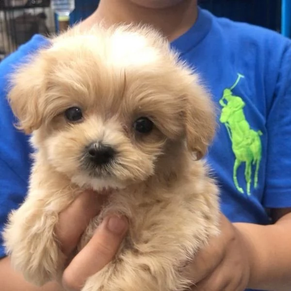 bellissimi cuccioli di barboncino da regalare