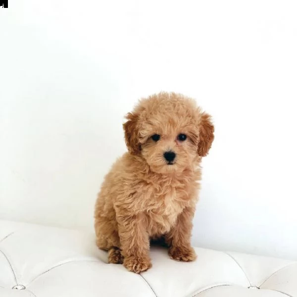  regalo barboncino cuccioli