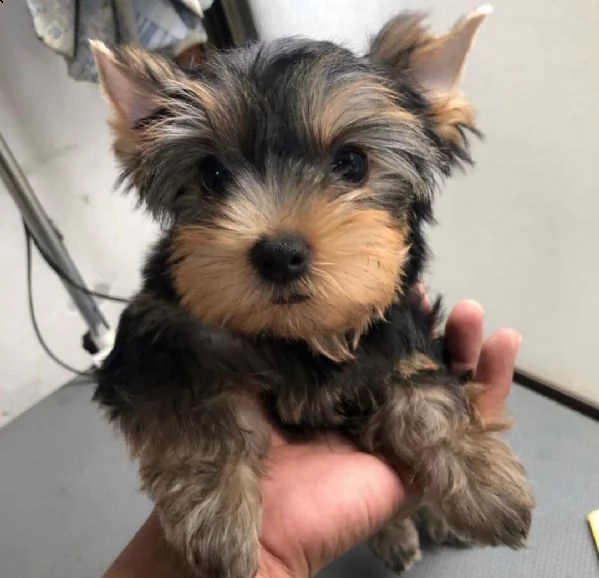cucciolo yorkie | Foto 0