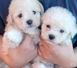 cucciolata di barboncino 