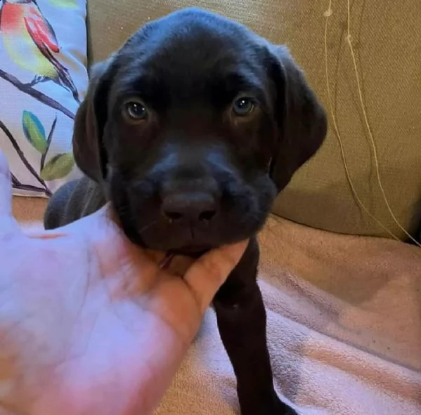 cucciolo maltese | Foto 0