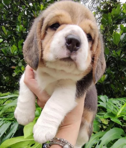 cucciolo beagle
