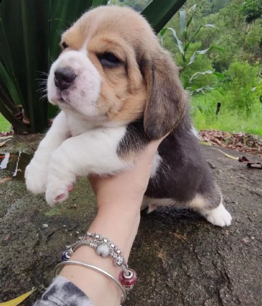 cucciolo beagle | Foto 1