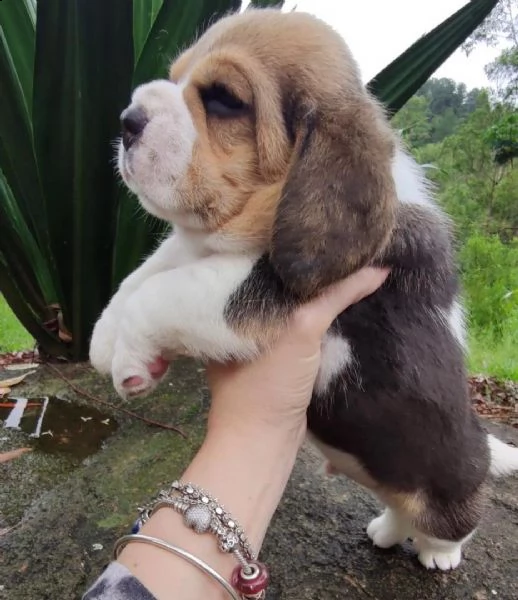 cucciolo beagle | Foto 0