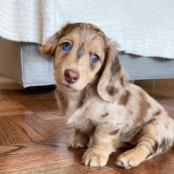   regalo adorabili cuccioli  bassotto femminucce e maschietti disponibili