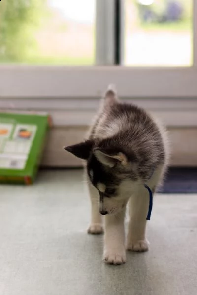 cuccioli disponibili husky | Foto 0