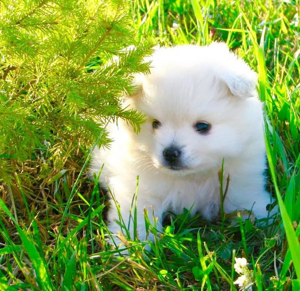 regalo maltese ???????