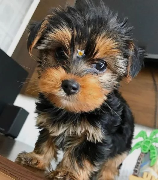 regalo cuccioli di yorkie