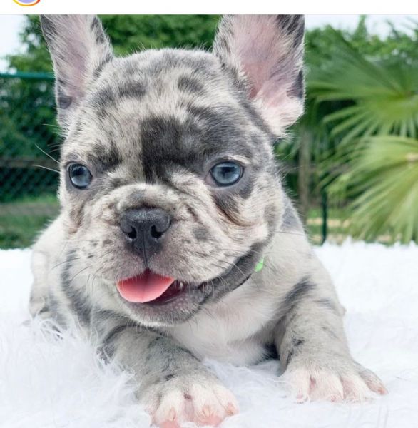 bulldog francese | Foto 3