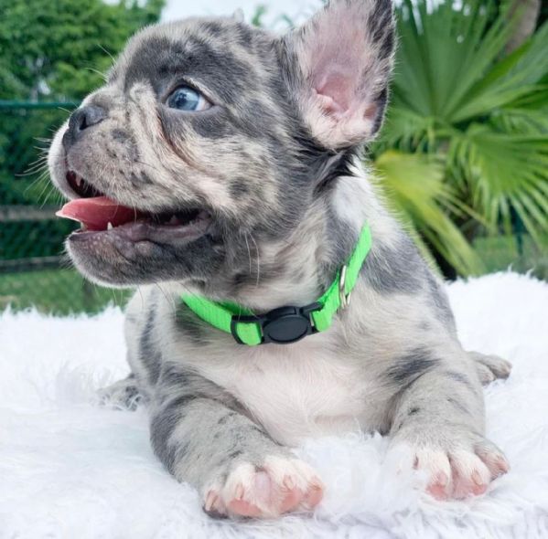 bulldog francese | Foto 2