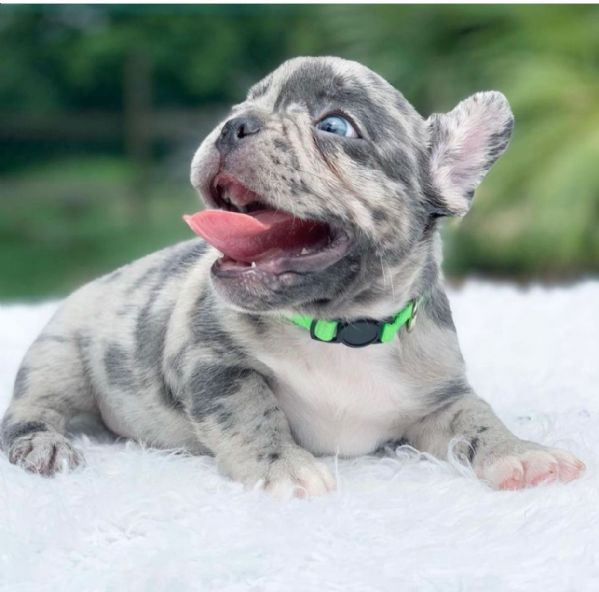 bulldog francese | Foto 1