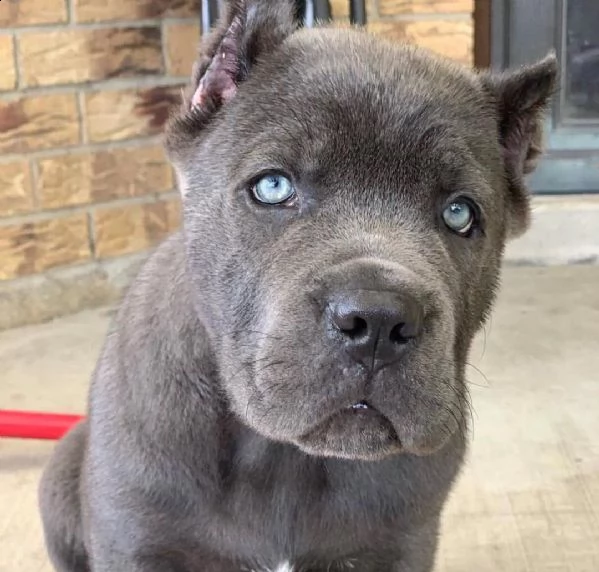 cucciolo can corso | Foto 0