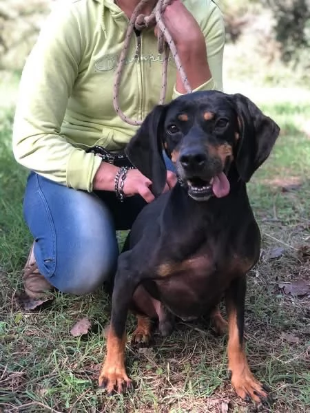 Jump, canile basso lazio