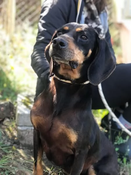 Jump, canile basso lazio | Foto 2