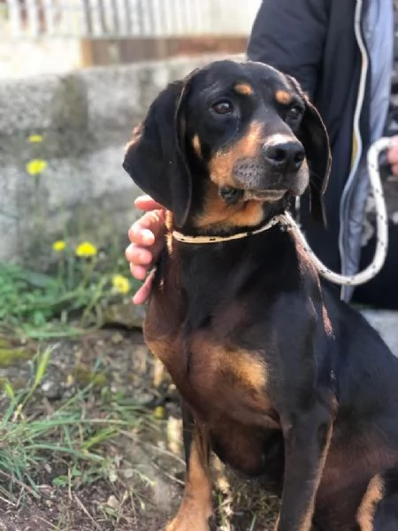 Jump, canile basso lazio | Foto 0