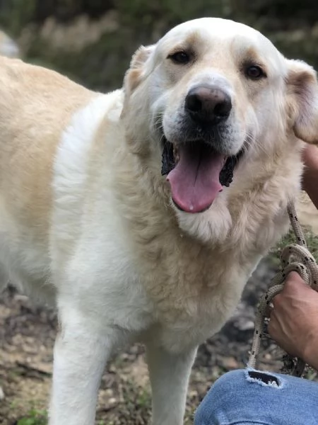 Buddy, canile basso lazio