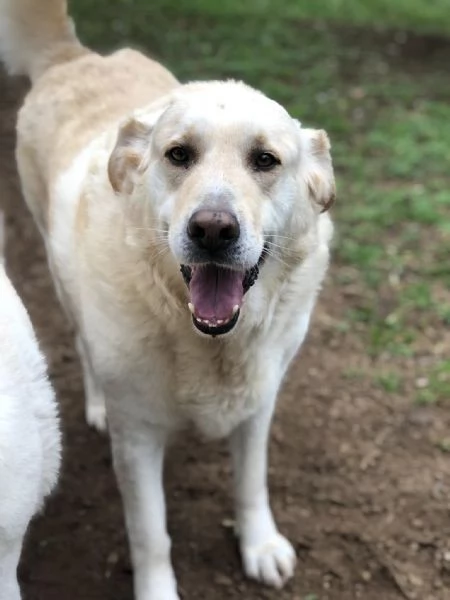 Buddy, canile basso lazio | Foto 1