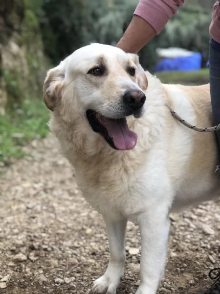 Buddy, canile basso lazio | Foto 0