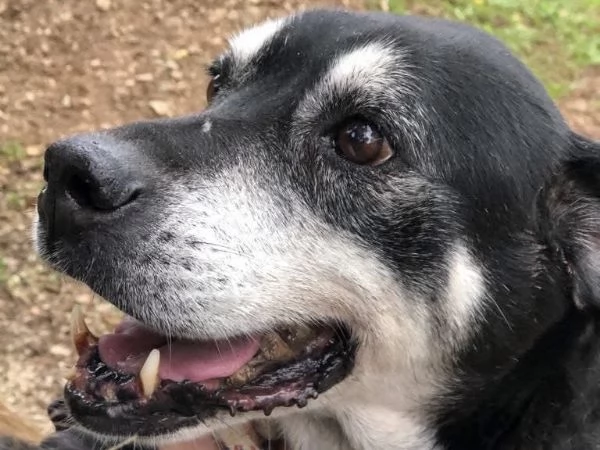 Margherita, canile basso lazio