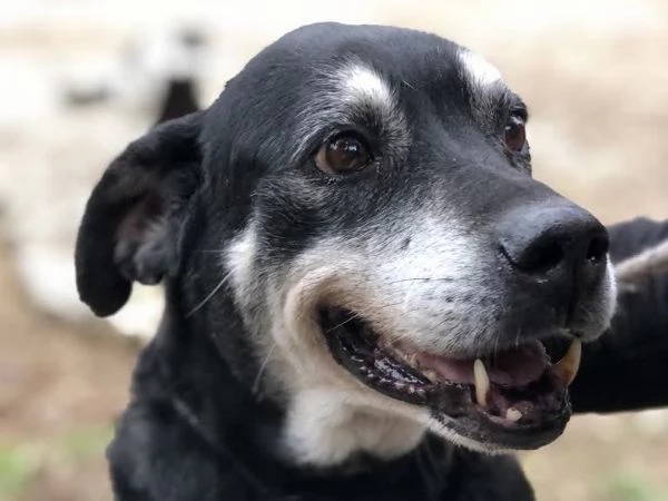 Margherita, canile basso lazio | Foto 3