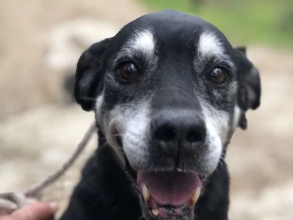 Margherita, canile basso lazio | Foto 2