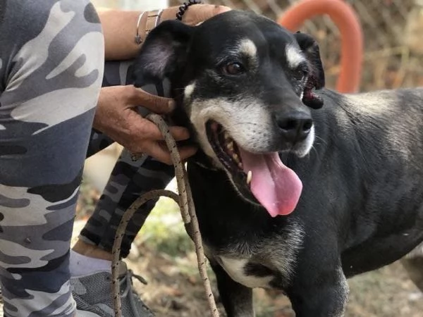 Margherita, canile basso lazio | Foto 1