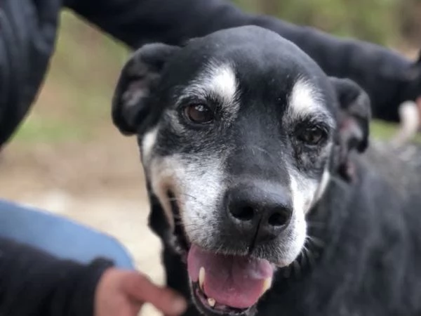 Margherita, canile basso lazio | Foto 0